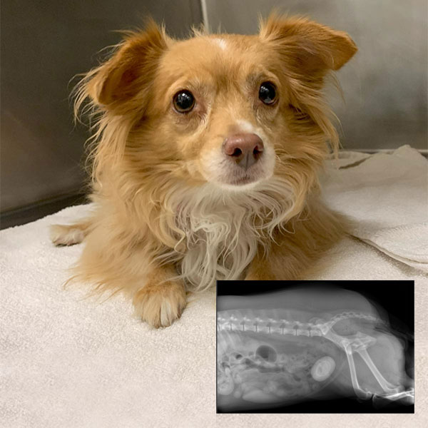 Maya and an xray of her bladder stone