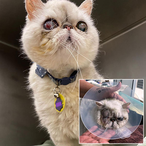 Reggie, die Katze, vorher mit Lagophthalmie und nach der Operation, mit entferntem Auge.