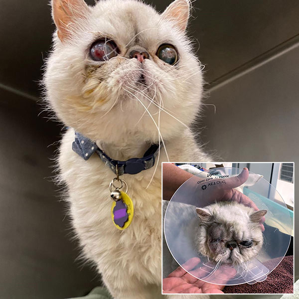 Reggie the cat, before with Lagophthalmia, and post surgery, with his eye removed.