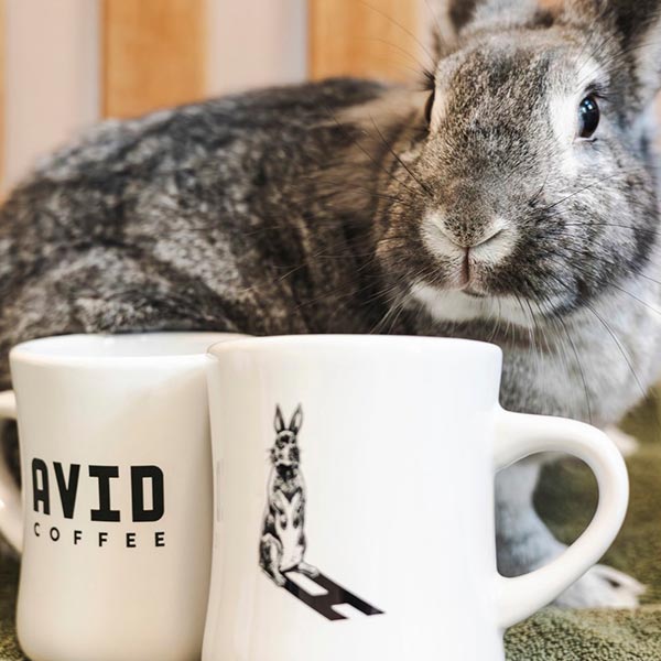 Rabbit with Avid coffee mugs