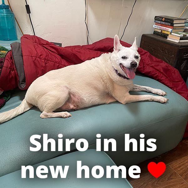شیرو سگ در خانه جدیدش