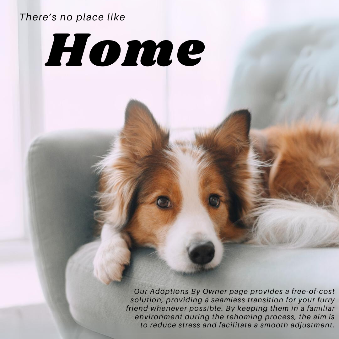 There's no place like home. (photo of collie sitting on a couch) Our Adoptions By Owner page provides a free-of-cost solution, providing a seamless transition for your furry friend whenever possible. By keeping them in a familiar environment during the rehoming process, the aim is to reduce stress and facilitate a smooth adjustment.