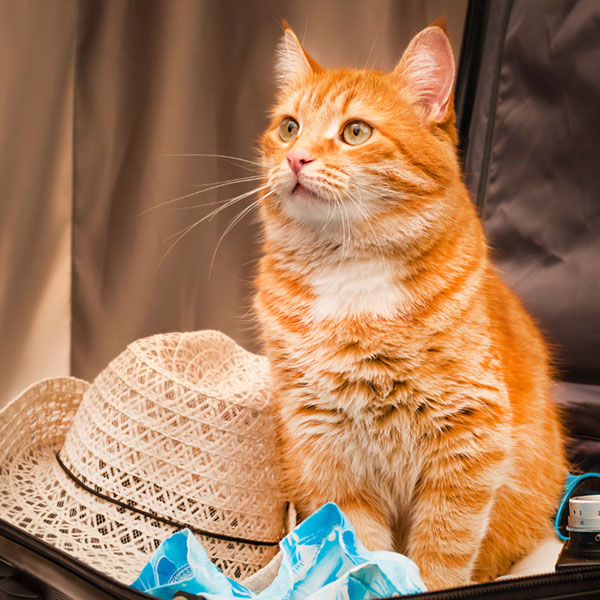 Cat sitting next to hat