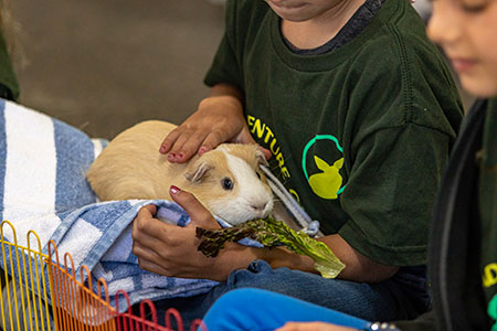 Guinea pig cuddling while being read to by camper