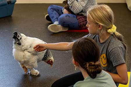 Campers petting chicken