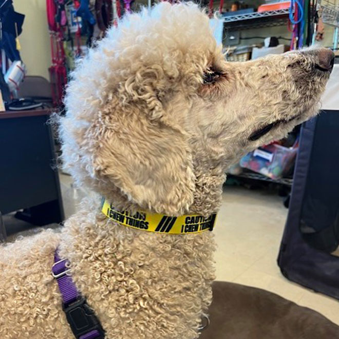 Keesey the poodle modeling a K9 Activity Club & Lodge collar