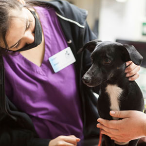 Cachorro siendo vacunado en Clínica Gratuita de Vacunas