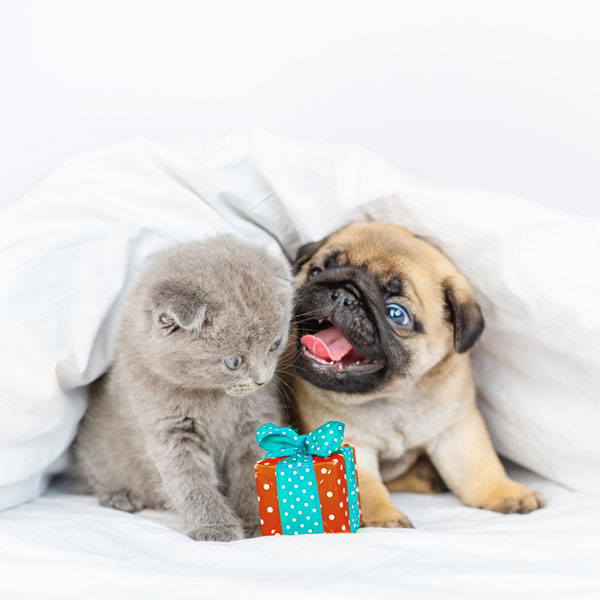 Anak anjing dan anak kucing dengan hadiah