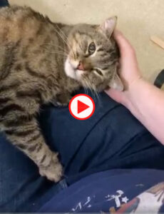 Video of Jasper the Cat