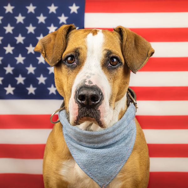 สุนัขอยู่หน้าธงชาติอเมริกัน