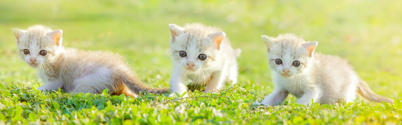 Tiga anak kucing di atas rumput