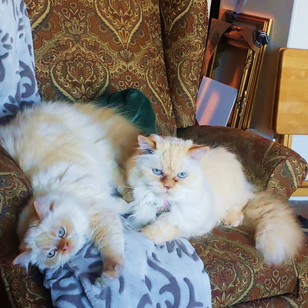 페르시아 고양이 두 마리