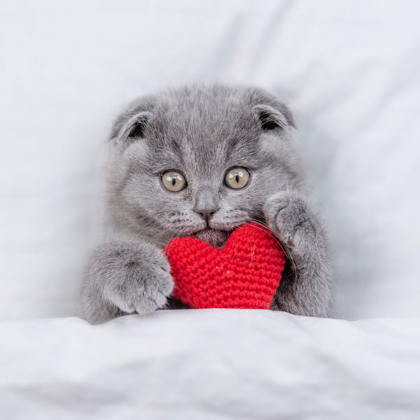 Anak kucing dengan mainan hati