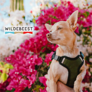 chihuahua wearing Wildebeest harness, looking at Wildebeest logo