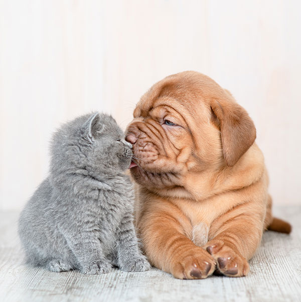 Kitten and puppy canoodling