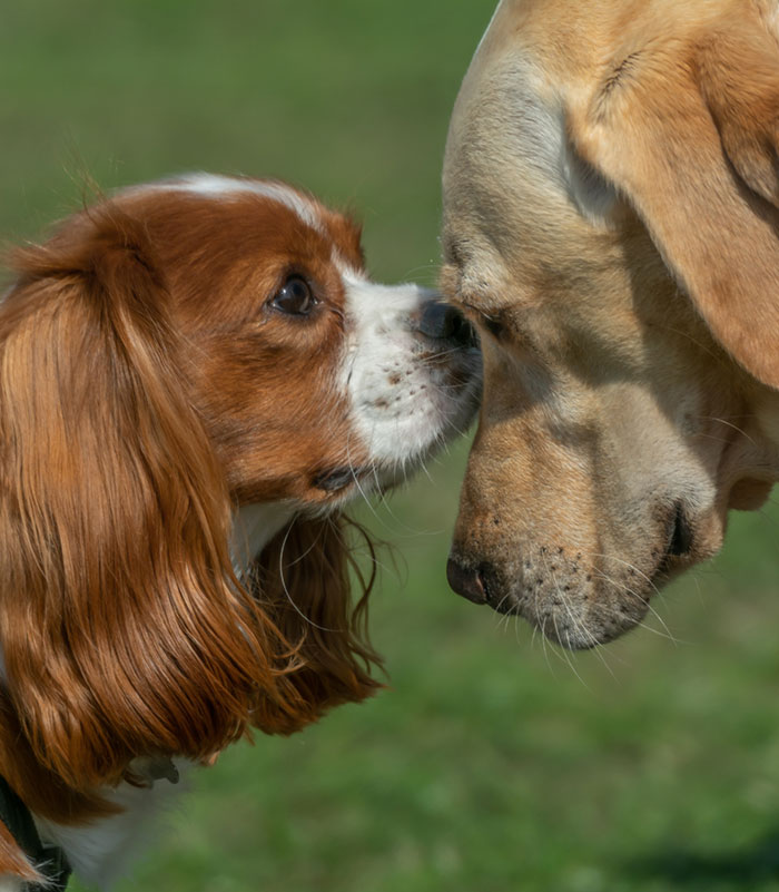 Dogs meeting