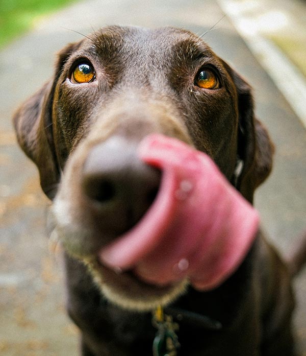 Hungry dog with tongue out