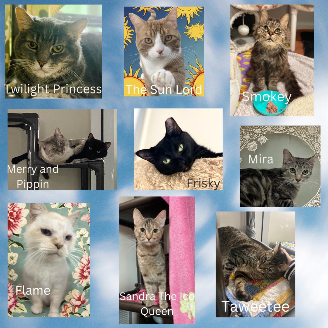 Adopt a Cat Collage - Twilight Princess, The Sun Lord, Smokey, Merry and Pippin, Frisky, Mira, Flame, Sandra the Ice Queen, Taweetee