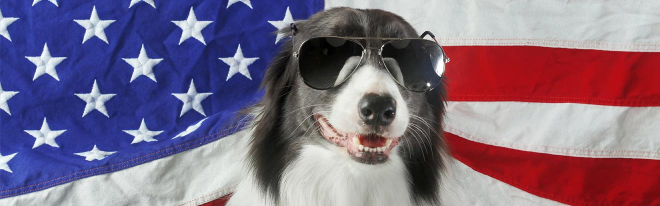 Dog wearing sunglasses in front of American flag