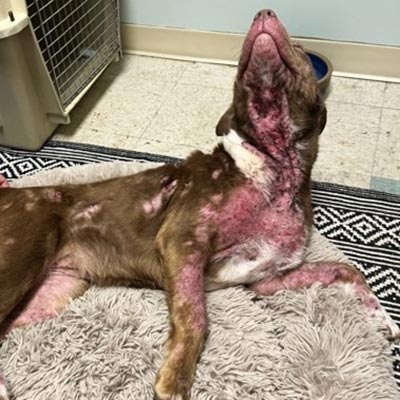 Chili the dog with severe mange