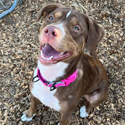 Chili the happy dog, waiting for her forever home