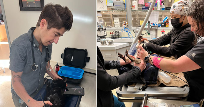 Banfield equipment being used in the community veterinary clinic