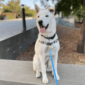 White dog using biothane leash