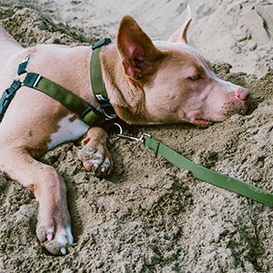 Dog on beach wearing flat leash