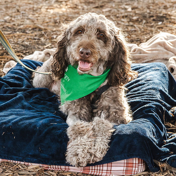 Hazel the dog lounging on a dog bed