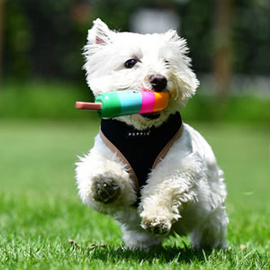 overhead harness on small west highland terrier