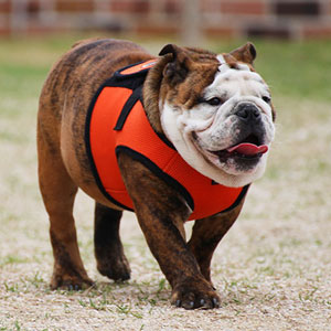 Soft vest harness on bulldog