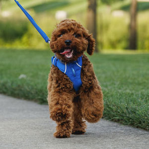 Y-collar on poodle