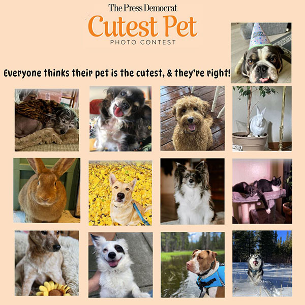 The Press Democrat Cutest Pet contest with over a dozen HSSC alumni!