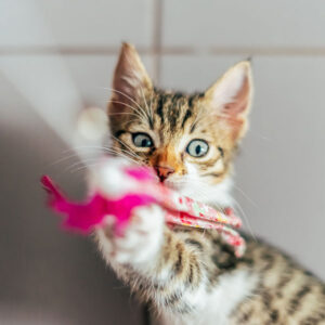 kitten playing with toy