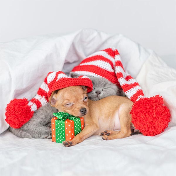 Grey cat and tan chihuahua in stocking caps sleeping with present