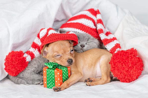 Grey cat and tan chihuahua in stocking caps sleeping with present