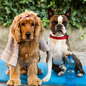 Dogs on workout mat