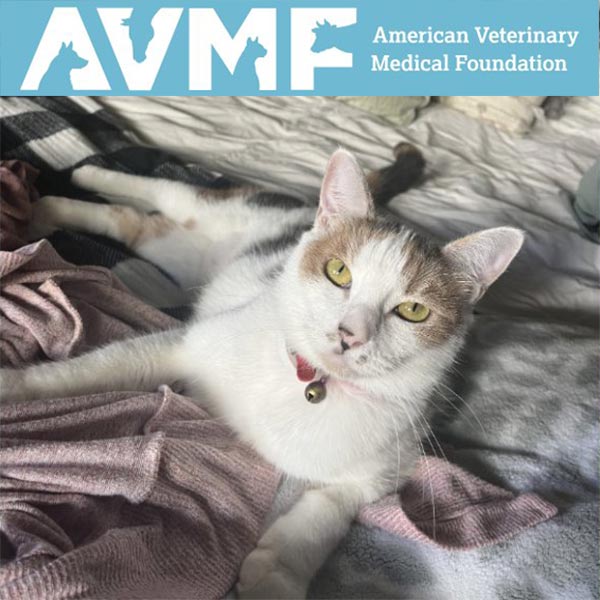 AVMF - American Veterinary Medical Foundation cat Kiki