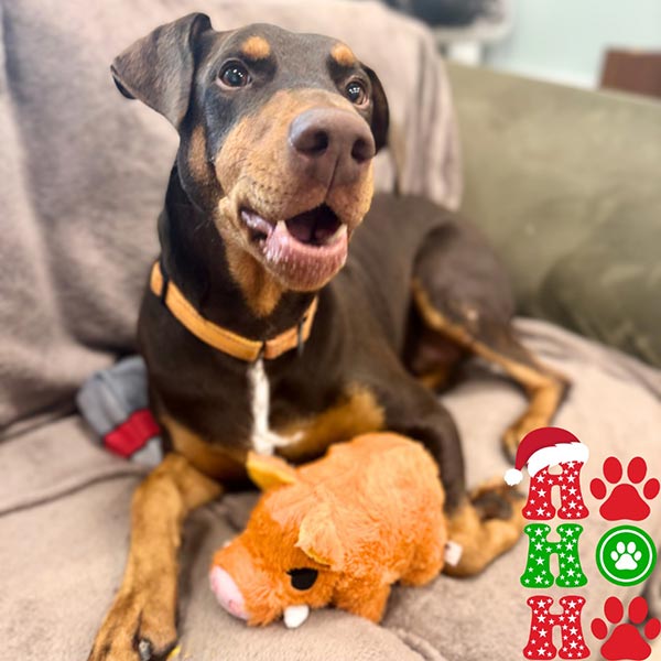 Murdock the dog enjoying toys from Santa