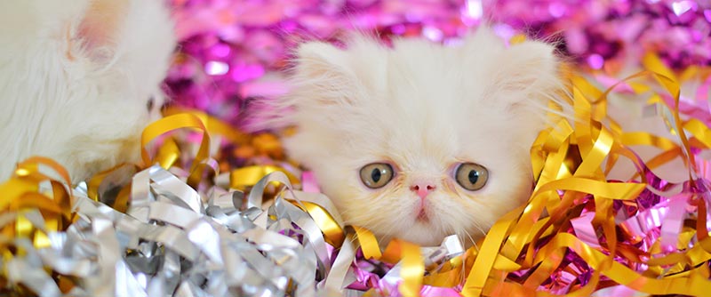 Kitten in party streamers