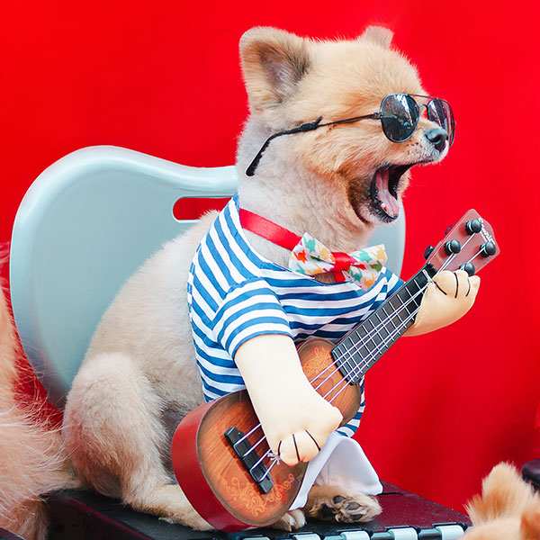 Dog playing guitar