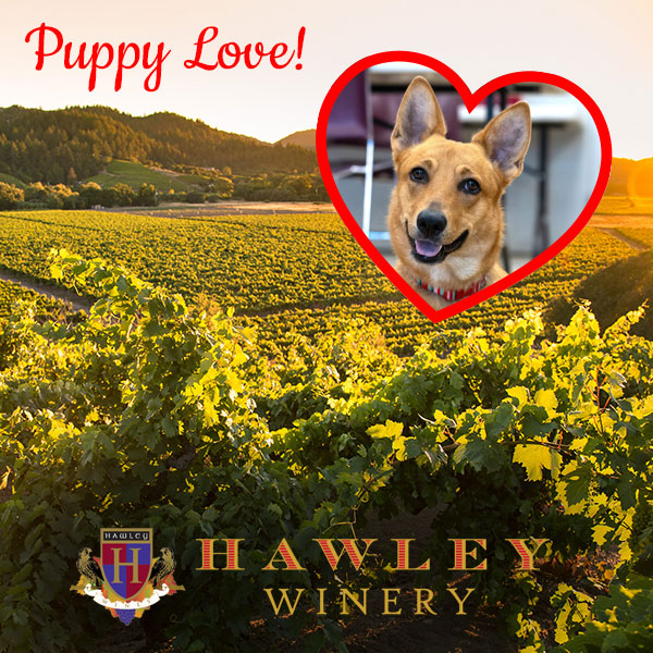 Puppy Love at Hawley Winery