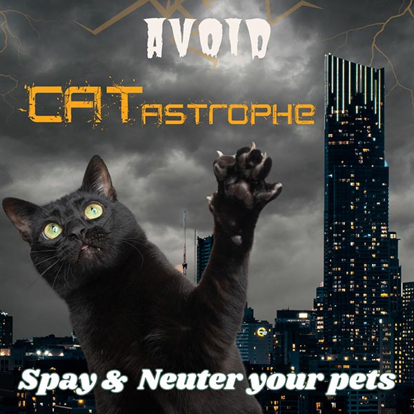 Avoid CATastrophe, Spay & Neuter your Pets - photo shows black cat in thunder storm