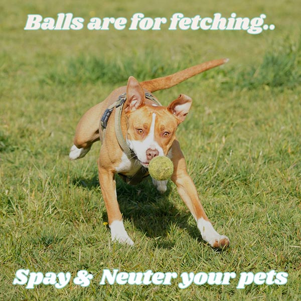 Balls are for fetching, spay & Neuter your pets - photo shows dog chasing ball