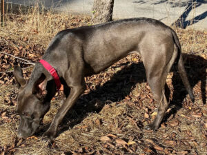 Bella the dog, in the sun