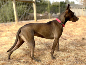 Bella the dog, posing