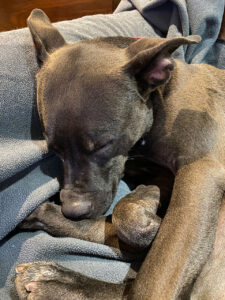 Bella the dog, napping