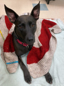 Bella the dog cozy in blankie