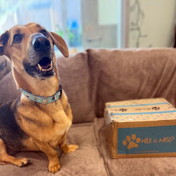 Dog sitting with box of presents from Max & Neo