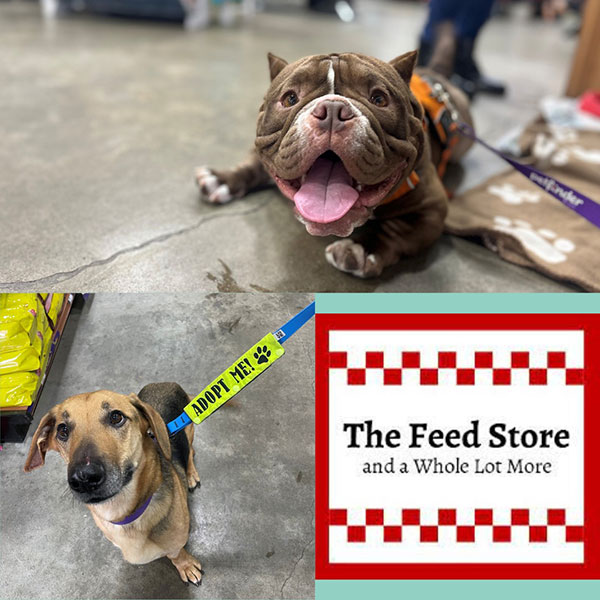 Pups visiting The Feed Store